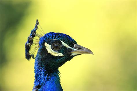 Pavo Real Macho Pavo Cristatus Parque Isabel La Católica Flickr