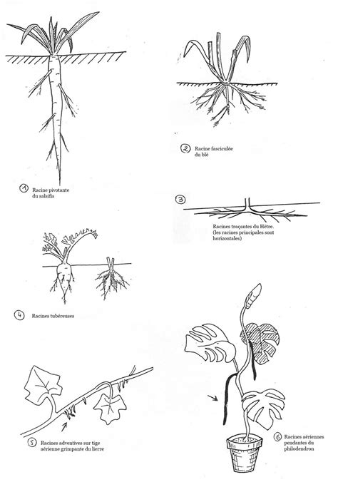 Classification des systèmes racinaires