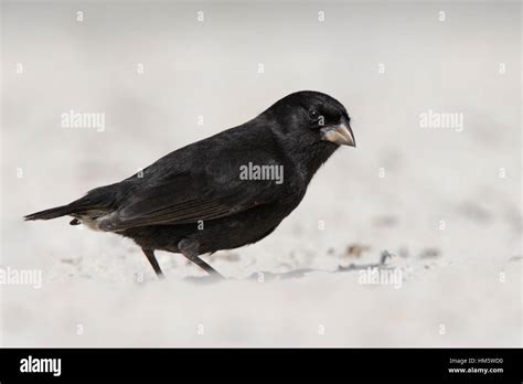 Small Ground Finch Geospiza Fuliginosa Male On Sandy Beach Tortuga