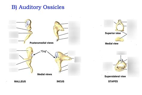 Auditory Ossicles Diagram | Quizlet