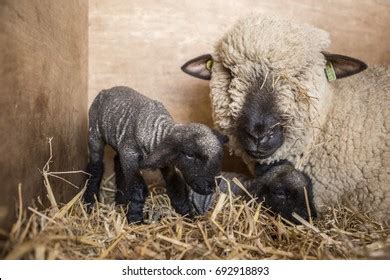 Hampshire Down Sheep Lambs Stock Photo 692918893 | Shutterstock