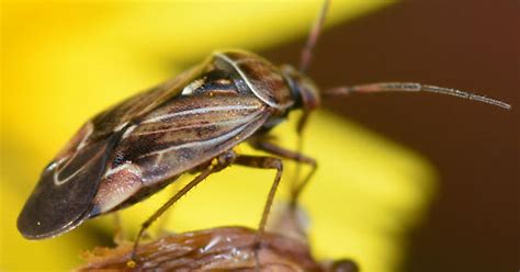 Tarnished Plant Bug Lygus Lineolaris Bugguide Net