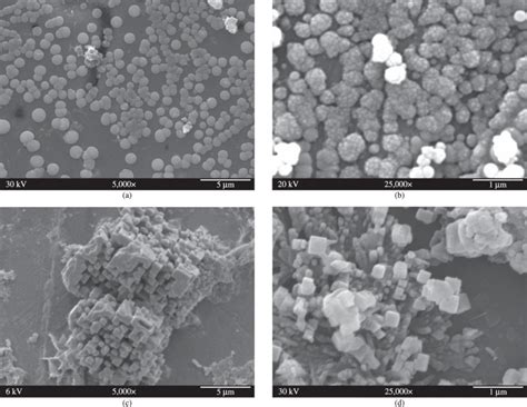Scanning electron micrographs at different magnifications of sample ... 