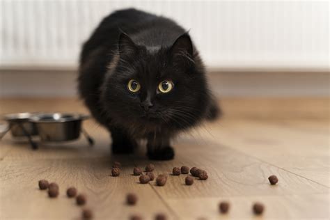 Mi Gato No Quiere Comer Te Ayudamos A Saber Las Causas