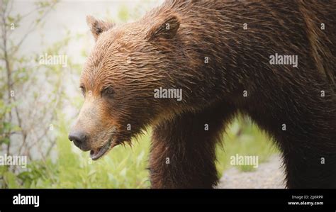 Close Up Wildlife Portrait Of A Female Mother Brown Grizzly Bear Ursus