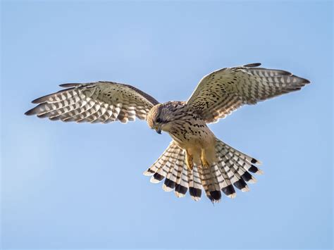kestrel hovering  complete guide birdfact