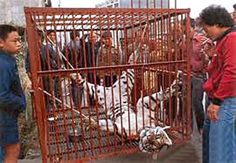 Chinese Businessman Jailed For For Hiring Poachers To Kill Tigers So He