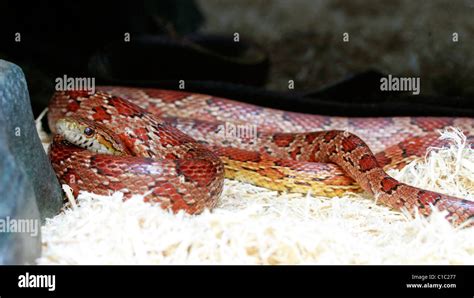 Carolina Corn Snake Pantherophis Guttatus Guttatus Stock Photo Alamy