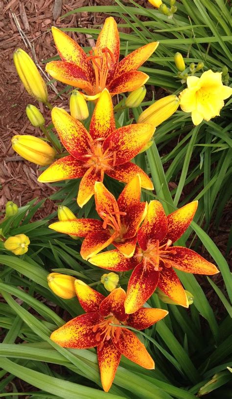 Tiny Orange Sensation Asiatic Lily Asiatic Lilies My Flower Tiny