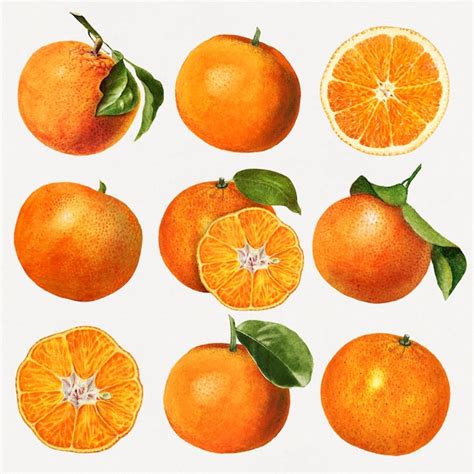 Free Vector Hand Drawn Natural Fresh Oranges Set