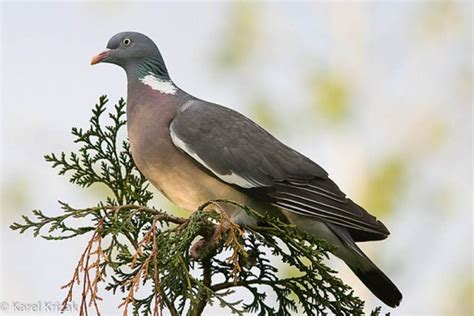 Nord University Birdid Common Wood Pigeon Columba Palumbus