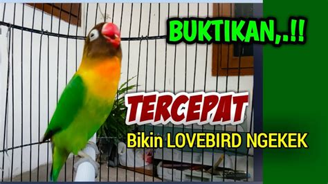 Suara Lovebird GACOR Memanggil Lawan Pancingan TERCEPAT BIKIN LOVEBIRD