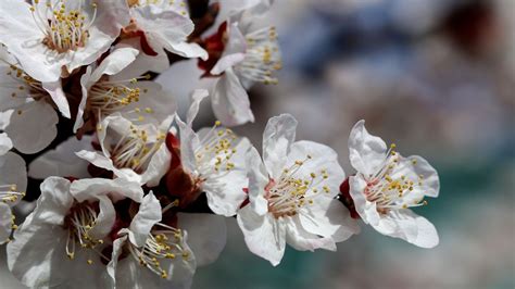 Ladakhs Apricot Blossom Festival To Begin On April 4