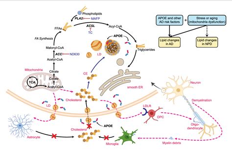 Figure 2 From Brain Lipids And Lipid Droplet Dysregulation In Alzheimer’s Disease And