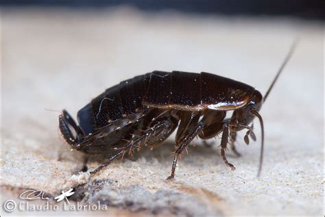 Loboptera Decipiens Blattellidae Natura Mediterraneo Forum