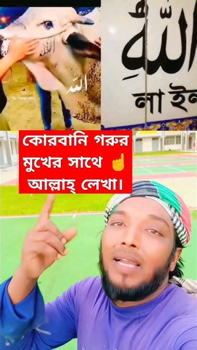 কোরবানি গরুর মুখের সাথে আল্লাহ্ লেখা। আল্লাহ্ সর্বশক্তিমান ☝️🕋🤲