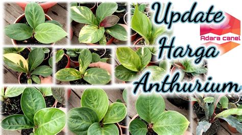 Update Harga Anthurium Terbaru Anthurium Mangkok Cobra Varigata