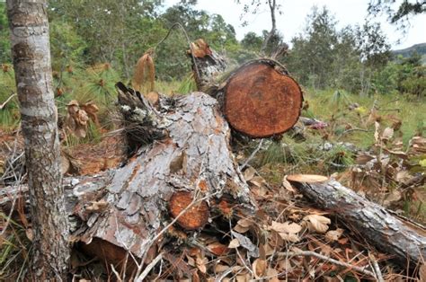 Preocupante deforestación por tala clandestina en Tequila