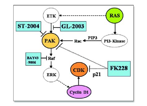 Fk Blocks Both Upstream And Downstream Of Pak Inactivating Cdks