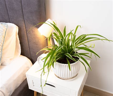 Chlorophytum Comosum Spider Plant Mygreenleaf Buy Indoor And Outdoor Plants Online In Abu