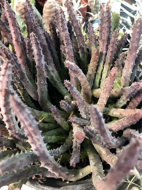 Huernia Pendula Or Bootlace Huernia Cuttings Azgardens