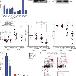 Conditional Deletion Of Asxl1 Results In Age Dependent Leukopenia And