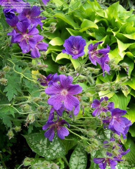 PlantFiles Pictures: Hardy Geranium, Showy Cranesbill (Geranium x ...