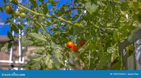 Aquaponics Method Of Growing Red Cherry Tomatoes Stock Photo Image Of