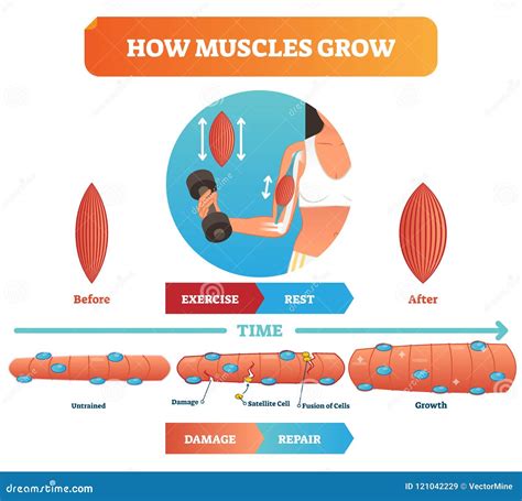 Vector Illustration About How Muscles Grow Medical Educational Diagram