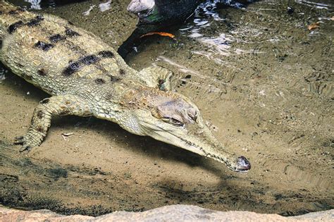 Gharial Reptile Crocodile - Free photo on Pixabay - Pixabay