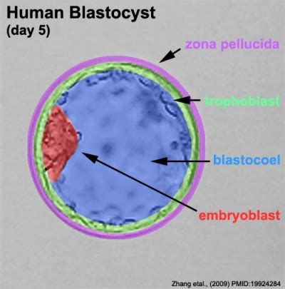 Blastocyst Development - Embryology