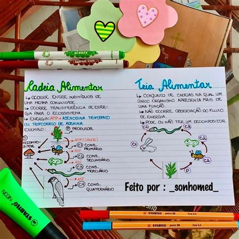 Cadeia E Teia Alimentar Mapa Mental - RETOEDU