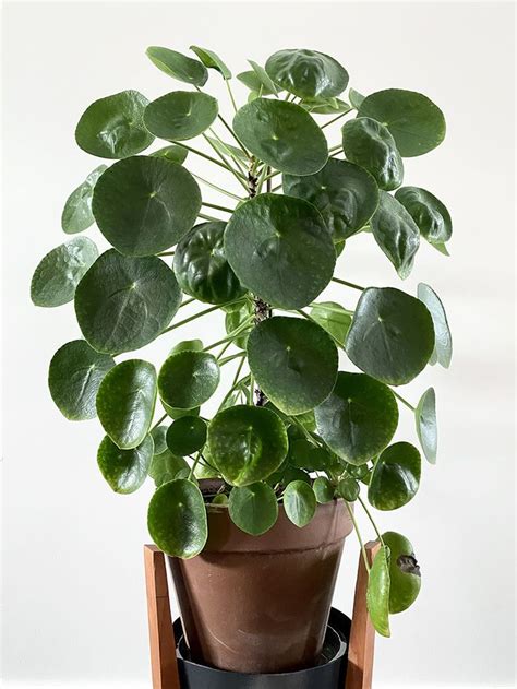 Chinese Money Plant Care Everything You Need To Know To Grow And