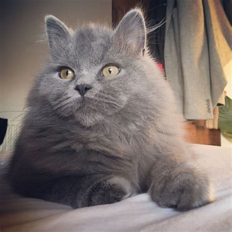 British Blue Longhair Meggy British Shorthair Feline Long Hair Styles Nature Blue Quick