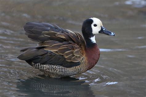 White Faced Whistling Duck Dendrocygna Viduata At Austin Flickr