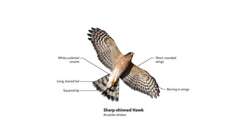 Be a Better Birder: Hawk and Raptor Identification | Bird Academy • The ...