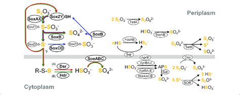 Simplified Overview Of Major Components Constituting Sulfur Oxidation