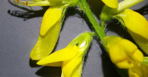 Deutscher Ginster Genista germanica Beschreibung Steckbrief Systematik