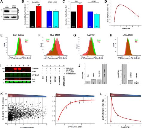 Orai1 Plasma Membrane Translocation In Response To Store Depletion