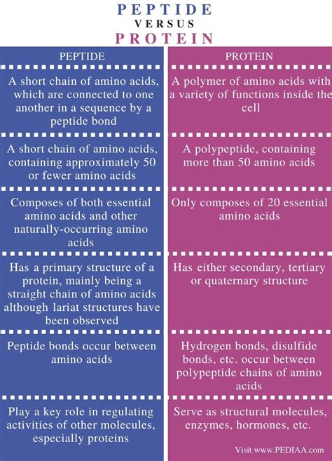 What Is The Difference Between Peptide And Protein Pediaacom