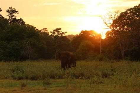 Minneriya Minneriya National Park Private Safari Getyourguide