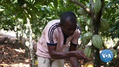 Hersheys Cocoa Beans