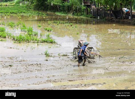 Asia Farmer Using Tiller Tractor In Rice Field Stock Photo Alamy