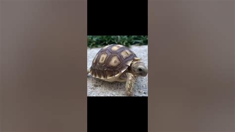 兩年多前的波波北鼻 跑得真快 烏龜 盾臂龜 蘇卡達 象龜 爬蟲 Turtle Sulcata 陸龜 寵物 Youtube