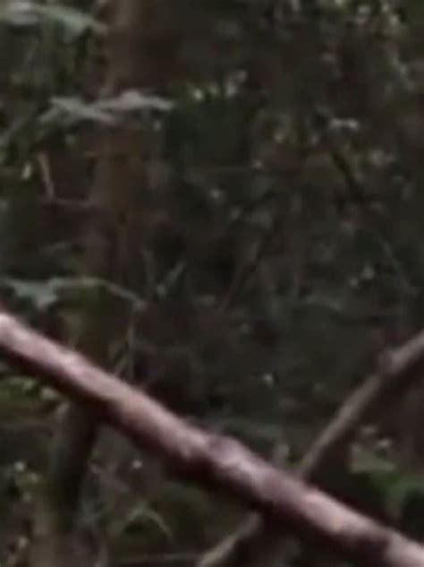 Bigfoot Caught On Camera Yeti Like Creature Spotted On Welsh