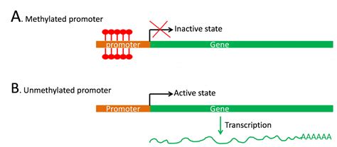 Regulation Of Gene Expression Genetics Agriculture And Biotechnology