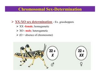 Sex Determination And Sex Linkage Dr Pratibha Bisen PDF