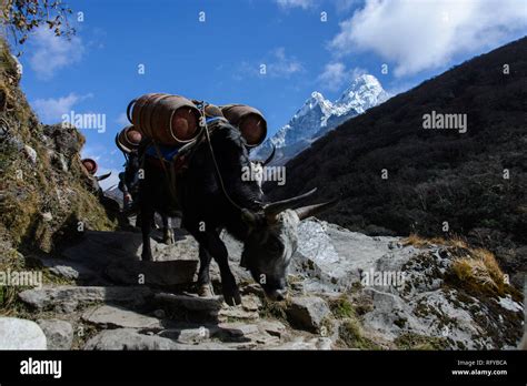 Yak In The Langtang Valley Hi Res Stock Photography And Images Alamy