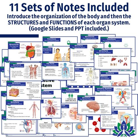 Human Body Organ Systems Notes And Quizzes Flying Colors Science