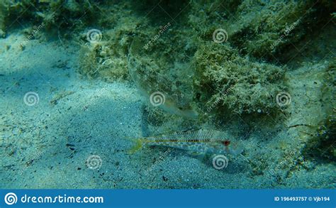 Grey Wrasse Symphodus Cinereus And Striped Red Mullet Or Surmullet